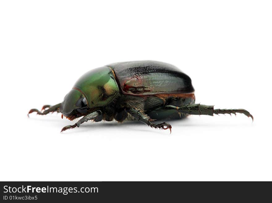 Green Beetle (Anomala albopilosa)