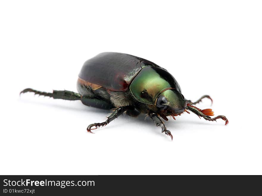 Green Beetle (Anomala albopilosa)