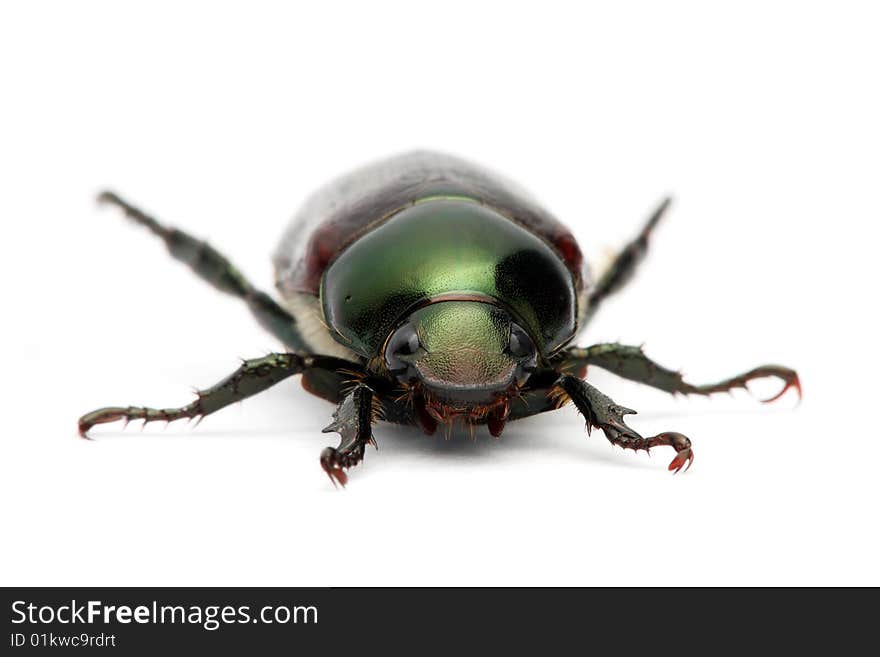 Green Beetle (Anomala Albopilosa)