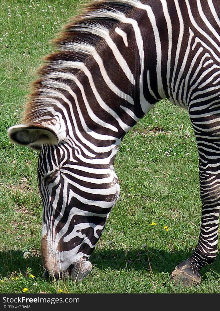 A grevy zebra enjoys nibbling on fresh green grass in a conservation park. A grevy zebra enjoys nibbling on fresh green grass in a conservation park