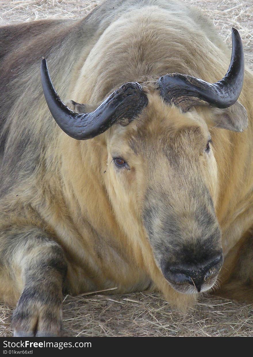 Close up of a male sichuan takin in a conservation park