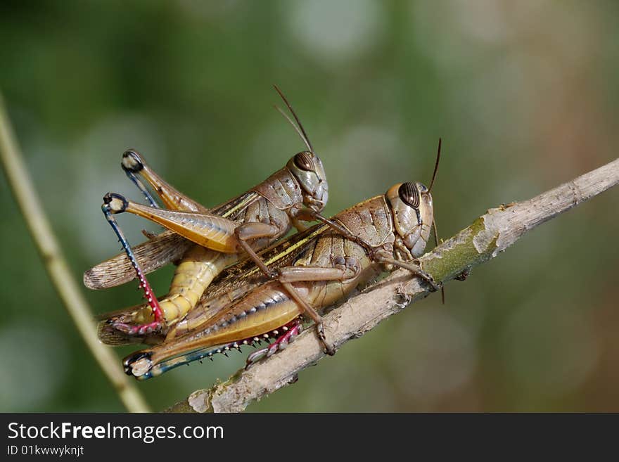 Grasshoppers couple in private moment close up