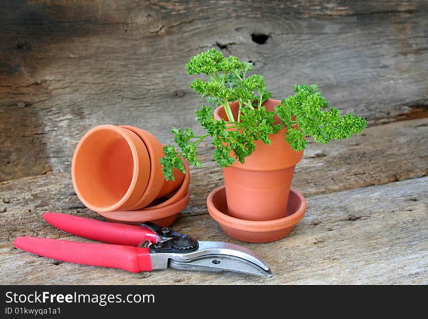 Parsley being grown in a terracotta pot with a pruning tool and empty flowers pots laying around.  This is shot on an old piece of wood for an outdoors feeling and there is room for text.