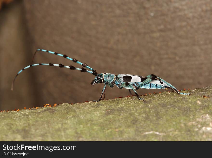 Rosalia longicorn (Rosalia alpina, long-horn beetle), Poland