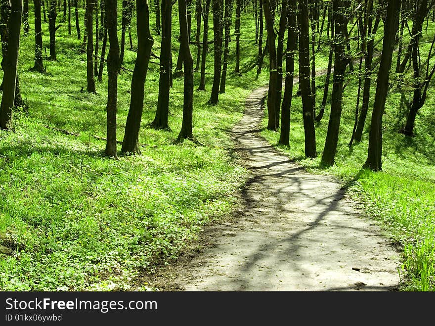 Green forest  background in sunny day