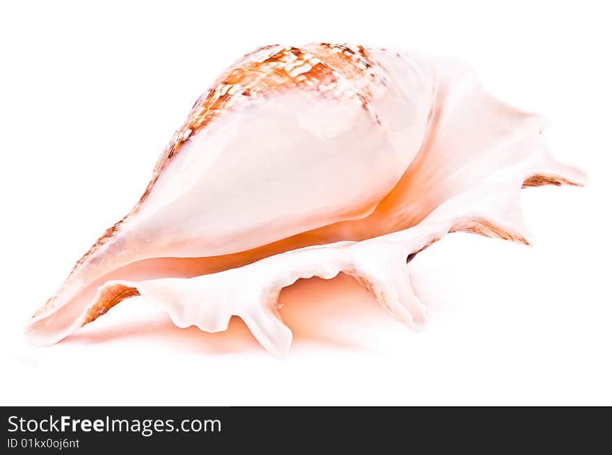 Shell isolated on the white background