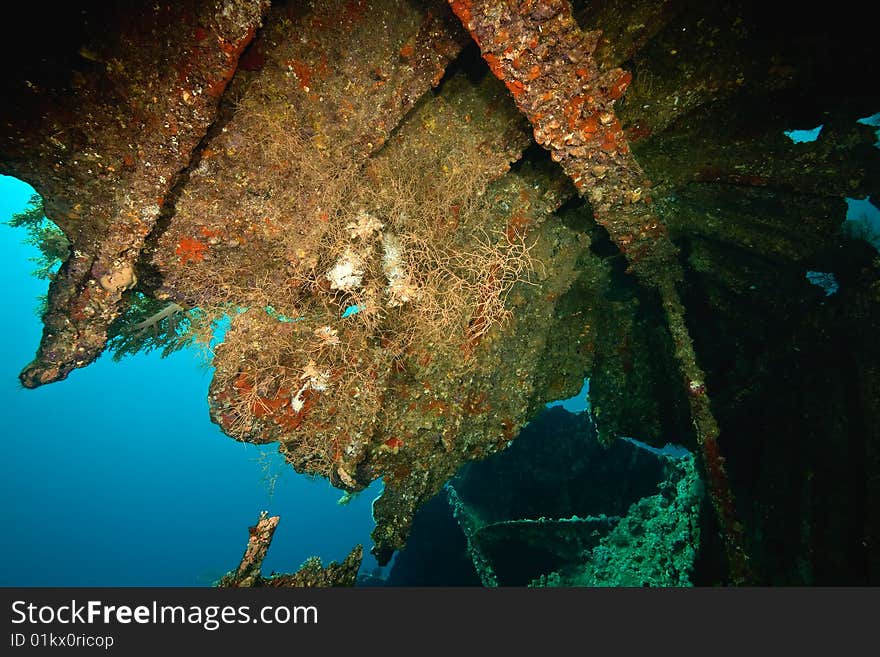 Parts of the stern of the Dunraven