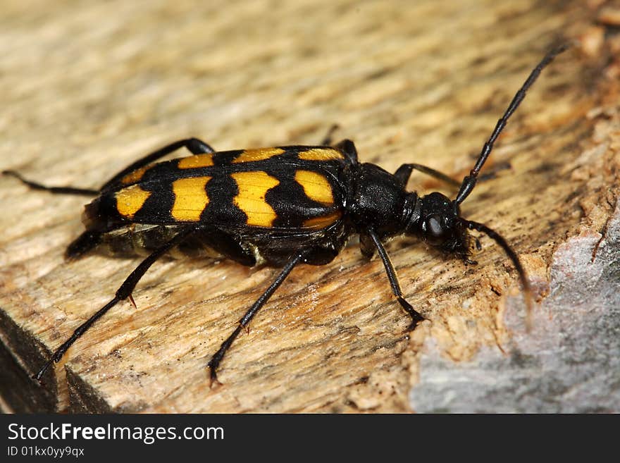 Four-banded Longhorn Beetle (Leptura quadrifasciata) on a beech stem, Poland. Four-banded Longhorn Beetle (Leptura quadrifasciata) on a beech stem, Poland