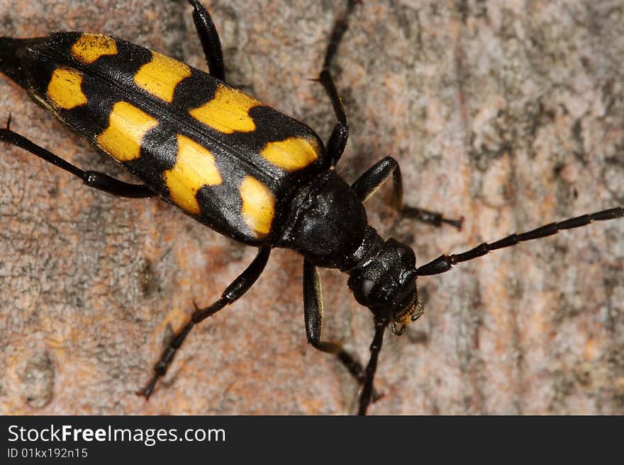 Four-banded Longhorn Beetle (Leptura quadrifasciata) on a beech stem, Poland. Four-banded Longhorn Beetle (Leptura quadrifasciata) on a beech stem, Poland