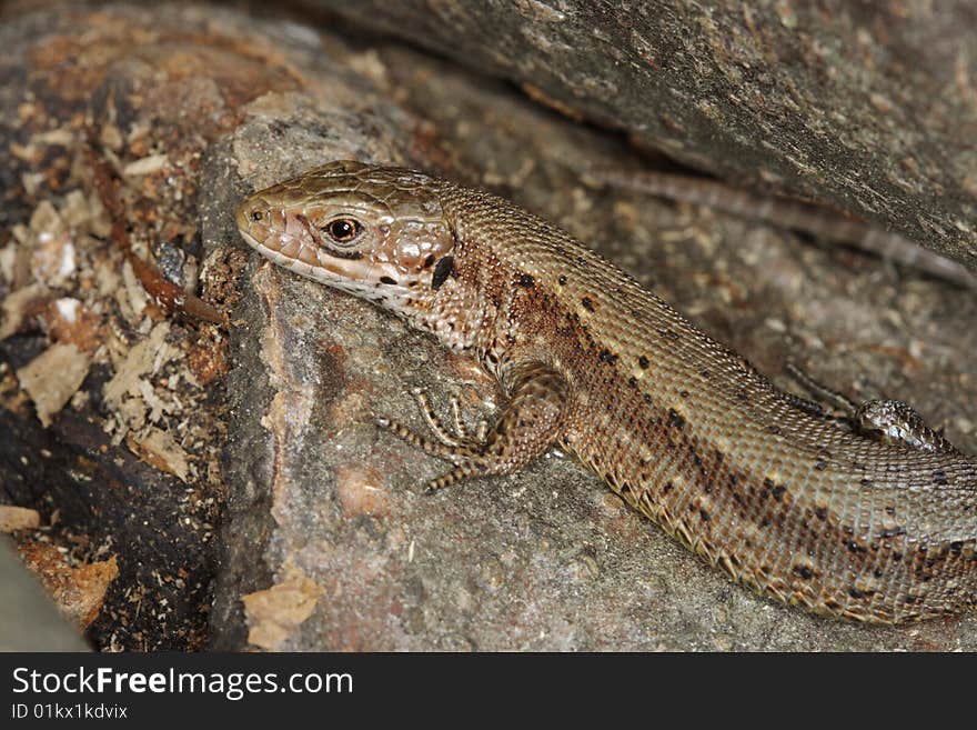 Viviparous lizard (Lacerta vivipara), Southern Poland