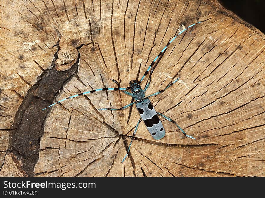 Rosalia longicorn on a beech stem, Poland