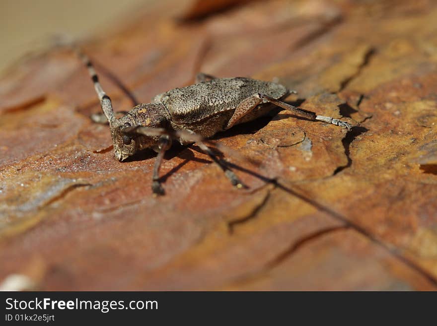 Common timberman beetle, (Acanthocinus aedilis) on a trunk, Poland