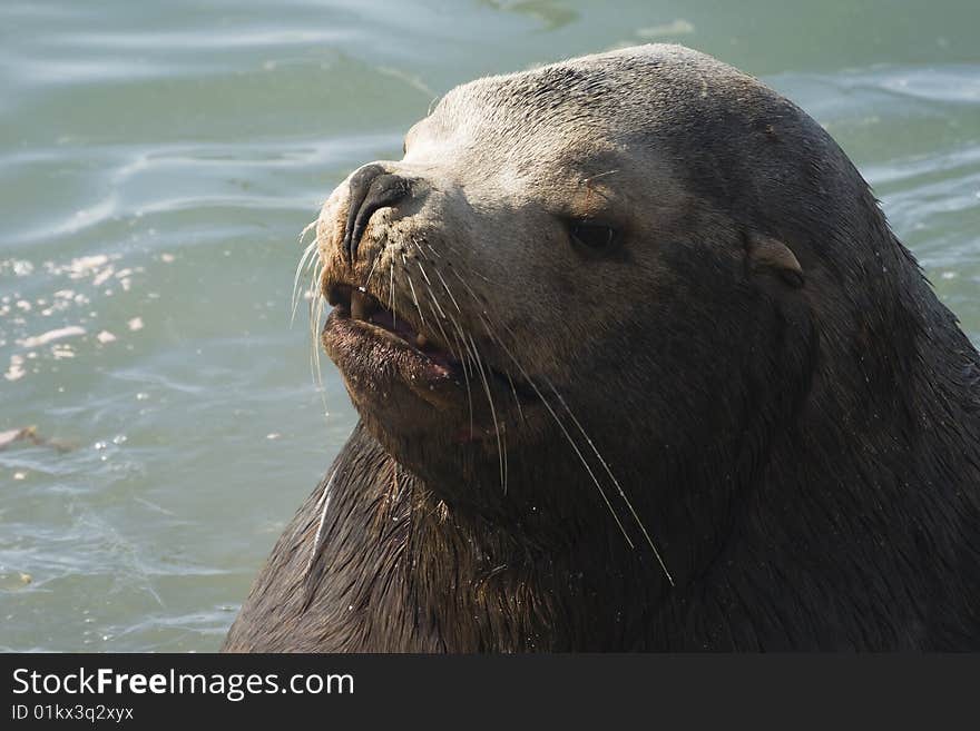 Northern sea lion (Steller sea~). (Eumetopias jubatus). Russia. Kamchatka. Northern sea lion (Steller sea~). (Eumetopias jubatus). Russia. Kamchatka.