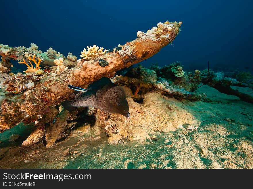 Moray between wreckage of the dunraven