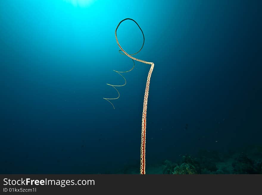 Yellow wire coral