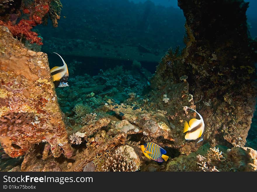 Coral and fish around the dunraven