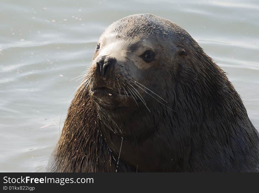 Northern sea lion (Steller sea~). (Eumetopias jubatus). Russia. Kamchatka. Northern sea lion (Steller sea~). (Eumetopias jubatus). Russia. Kamchatka.