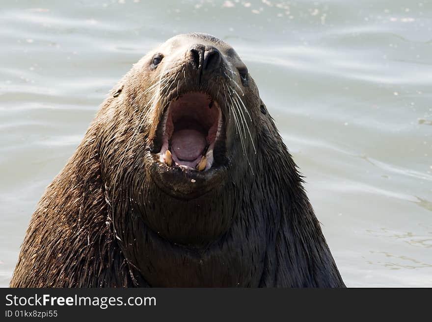 Northern sea lion (Steller sea~). (Eumetopias jubatus). Russia. Kamchatka. Northern sea lion (Steller sea~). (Eumetopias jubatus). Russia. Kamchatka.