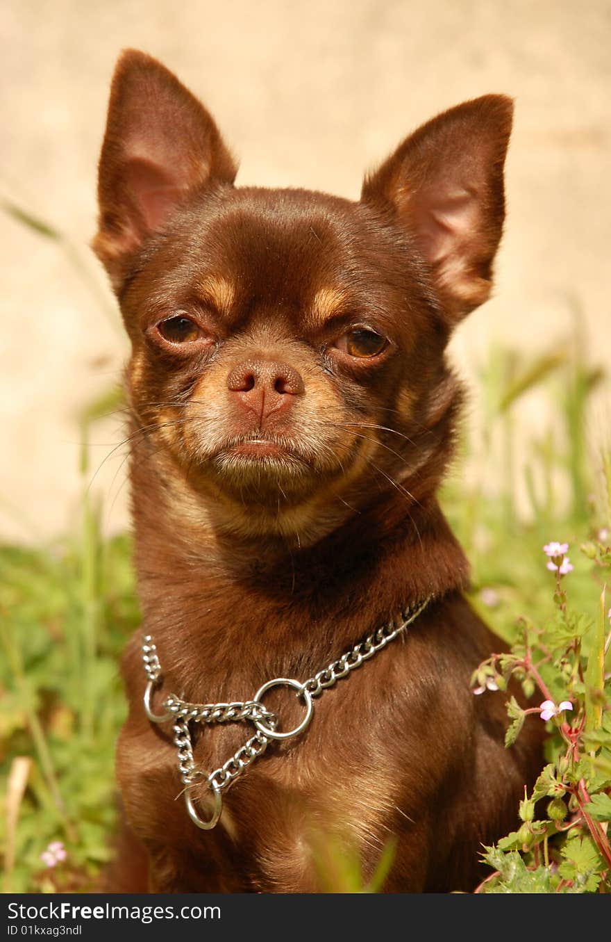 Portrait of a purebred chocolate chihuahua in a garden