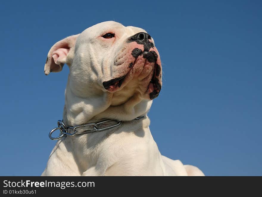 Portrait of a white purebred American bulldog on a blue sky