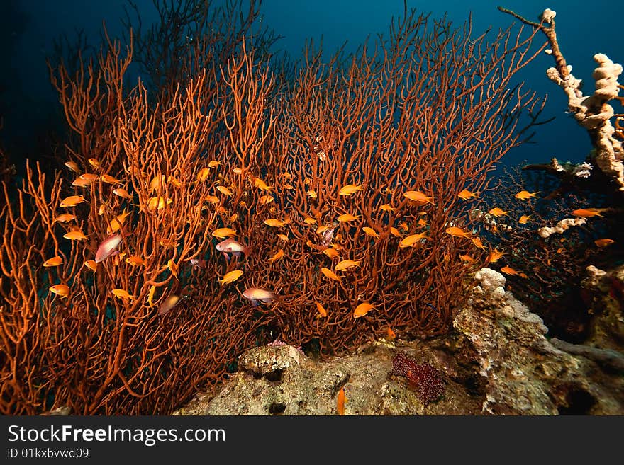 Clathraria cf. rubrinodis at Sha ab Mahmud