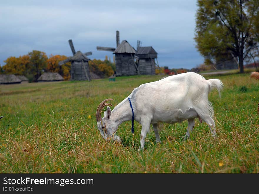 Goats are grazed on a meadow