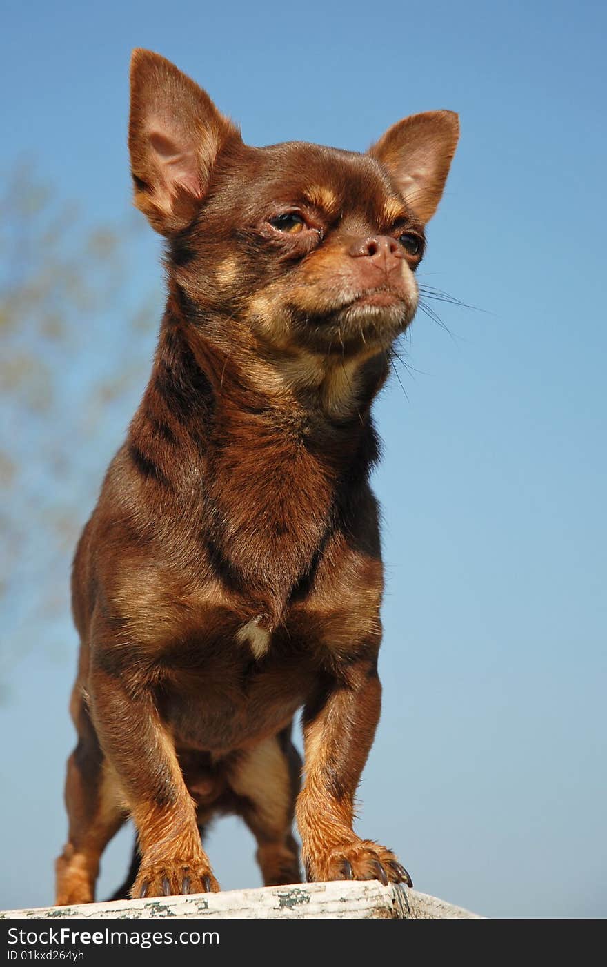 Portrait of a chocolate purebred mexican dog: chihuahua