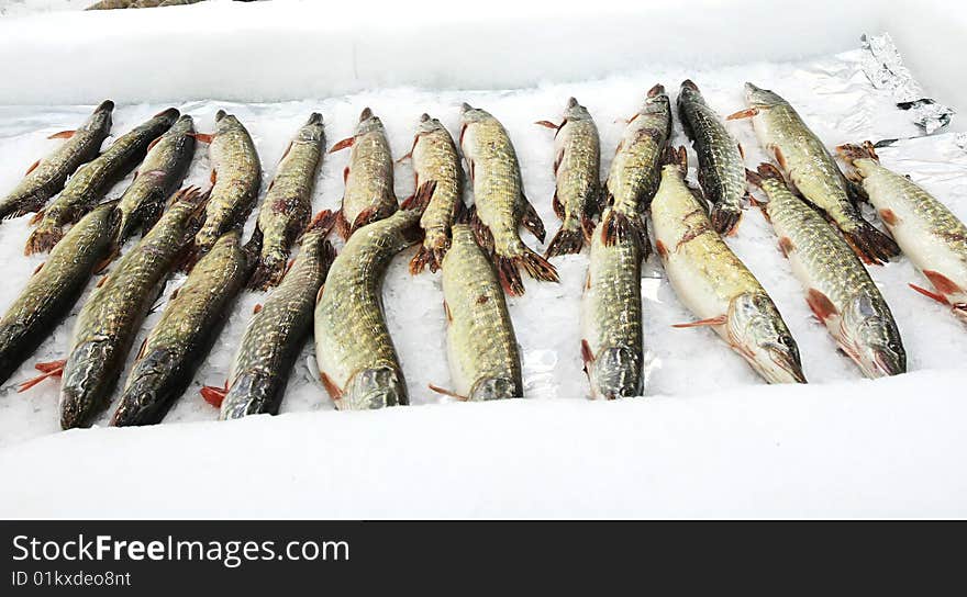 Fish stored on ice at the fish market