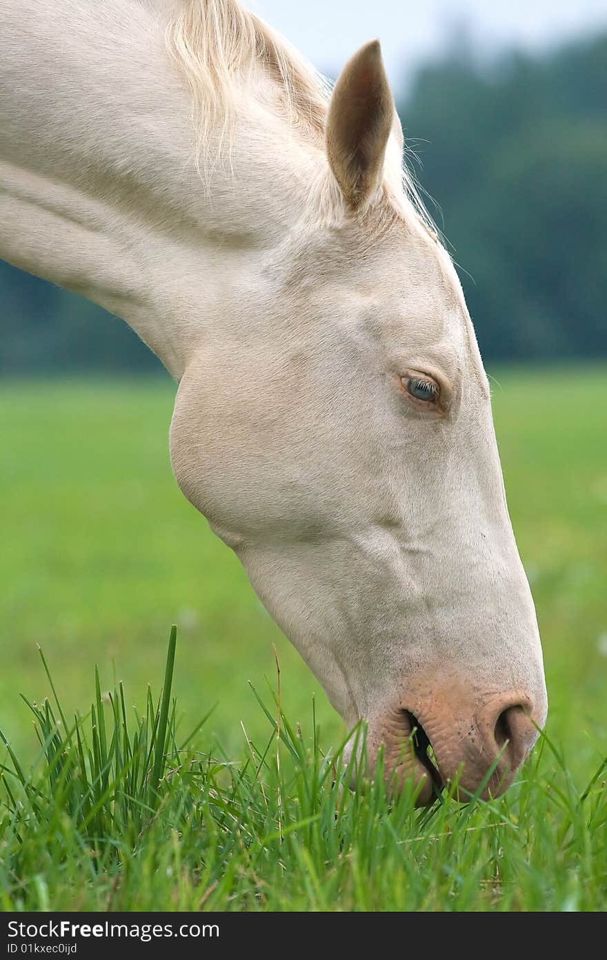 Head and neck of a white horse eating grass