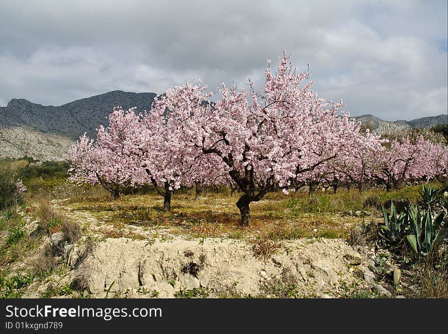 Almond trees