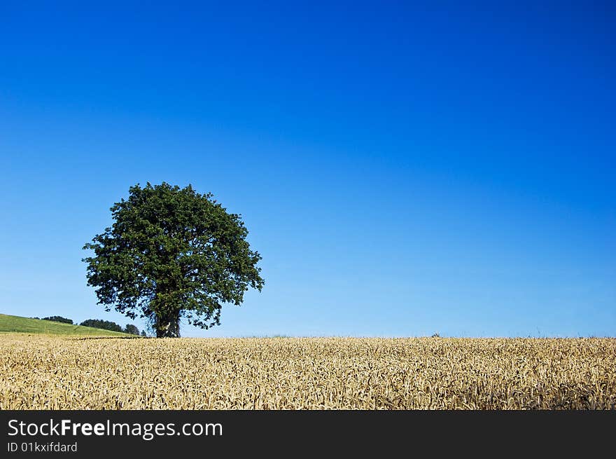 Tree In Corn Field