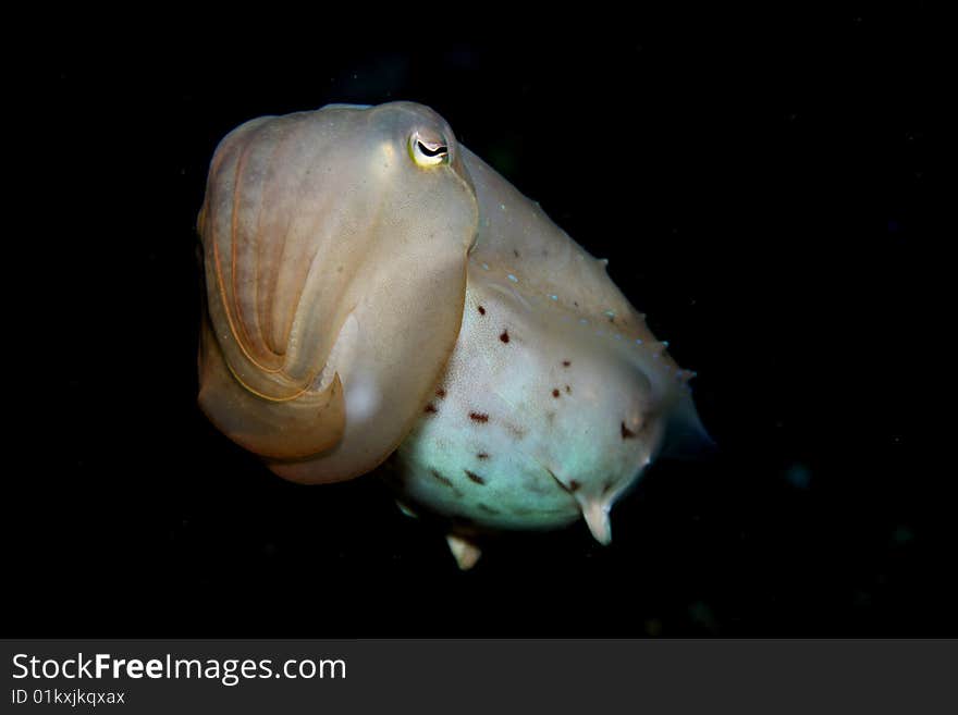 Cuttlefish changing colors on sandy bottom of coral reef