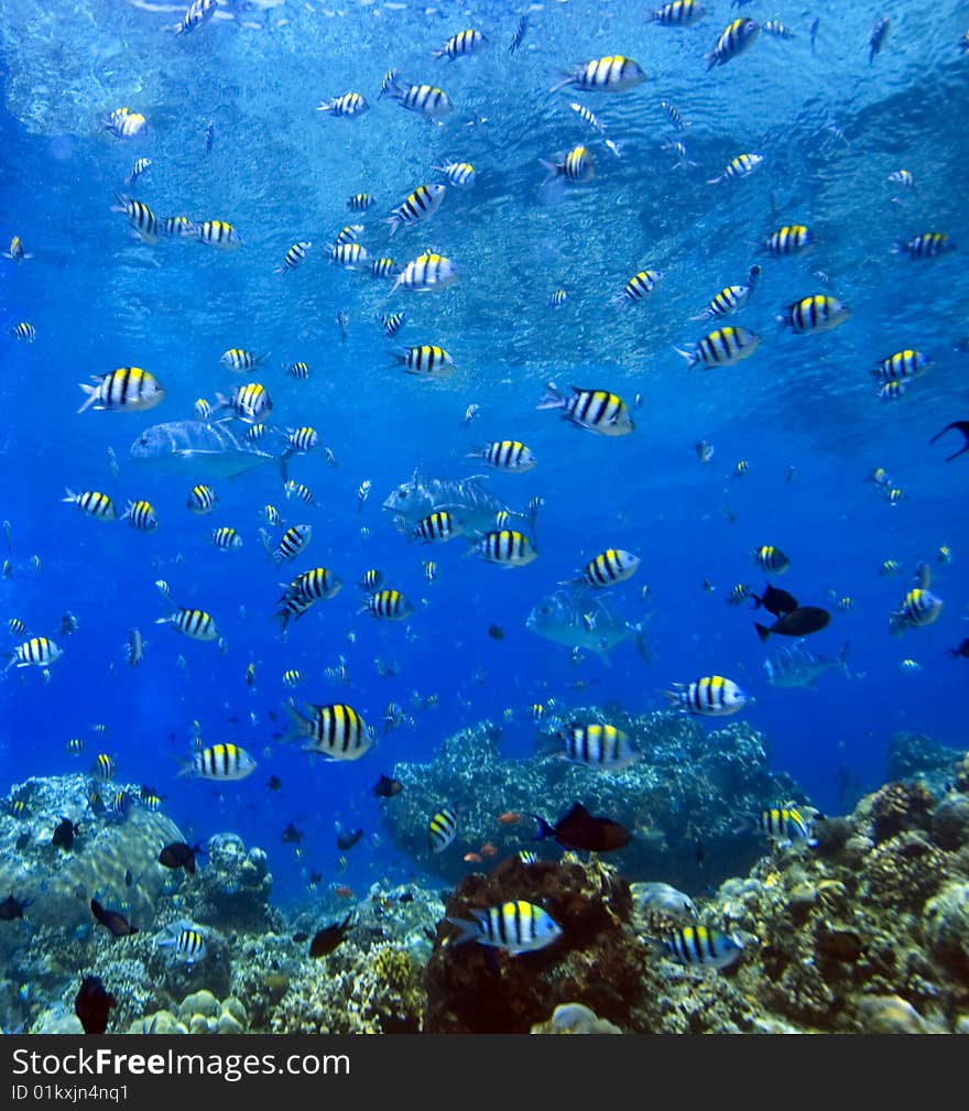 Coral reefs off the island of Bunaken in North Sulawesi Indonesia