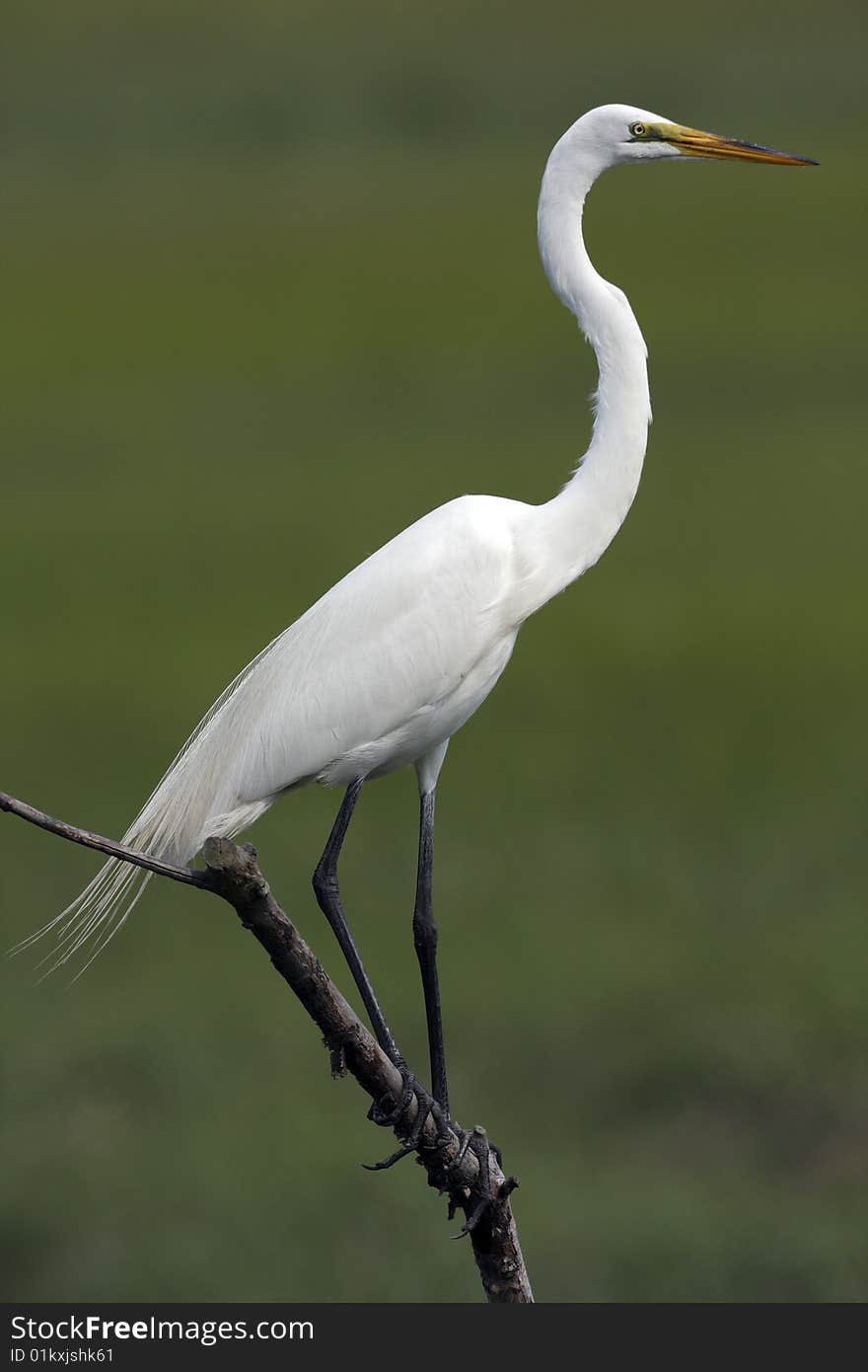 Great Egret