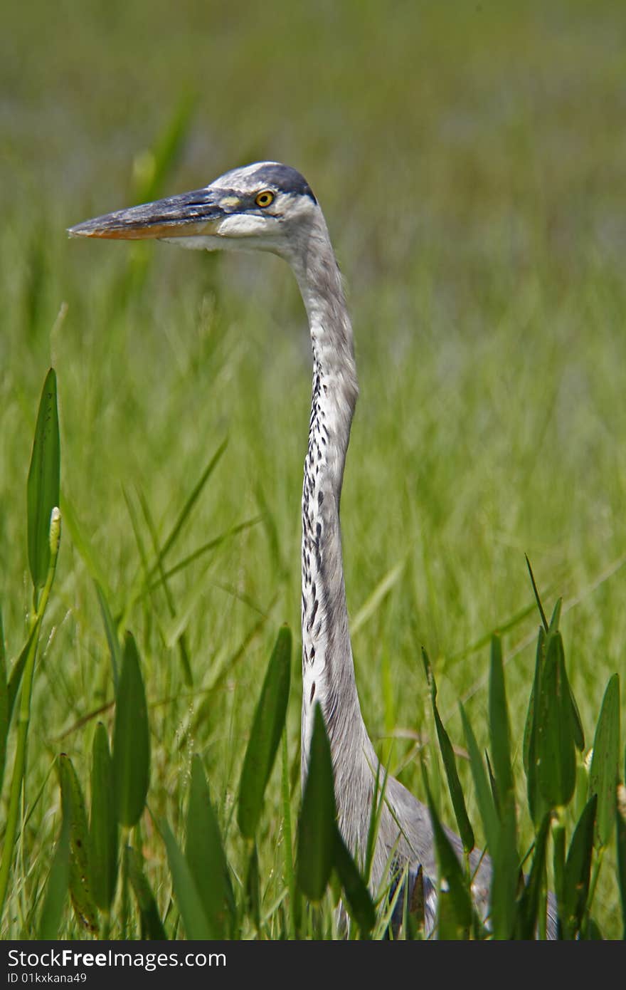 Great Blue Heron