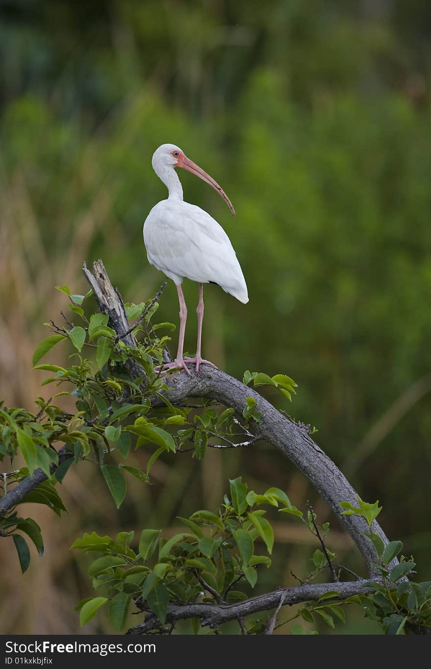 White ibis