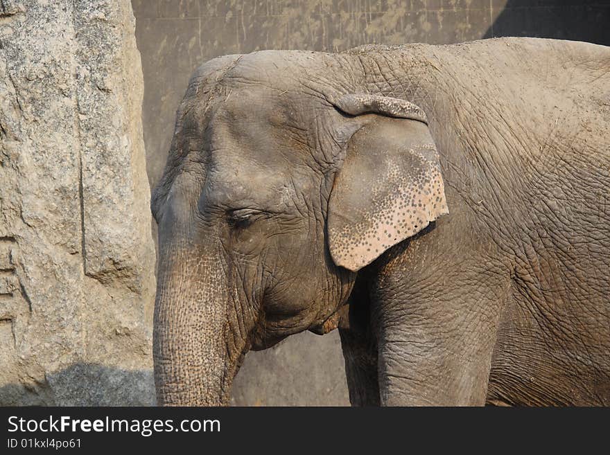 A portrait of an elephant