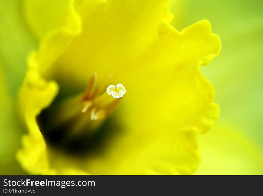 Abstract macro view of flower（chinese narsissus）