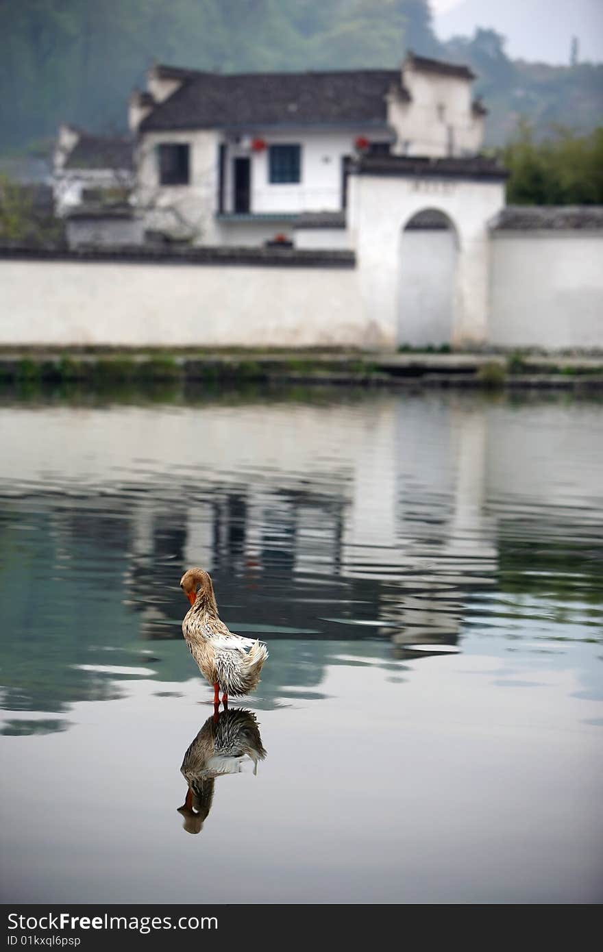 A duck reflection in pond,