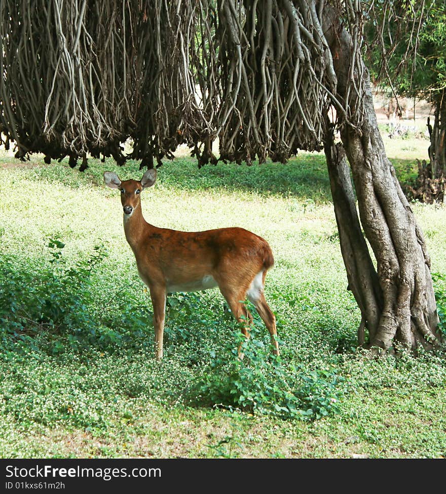 Young Deer Looking at Us