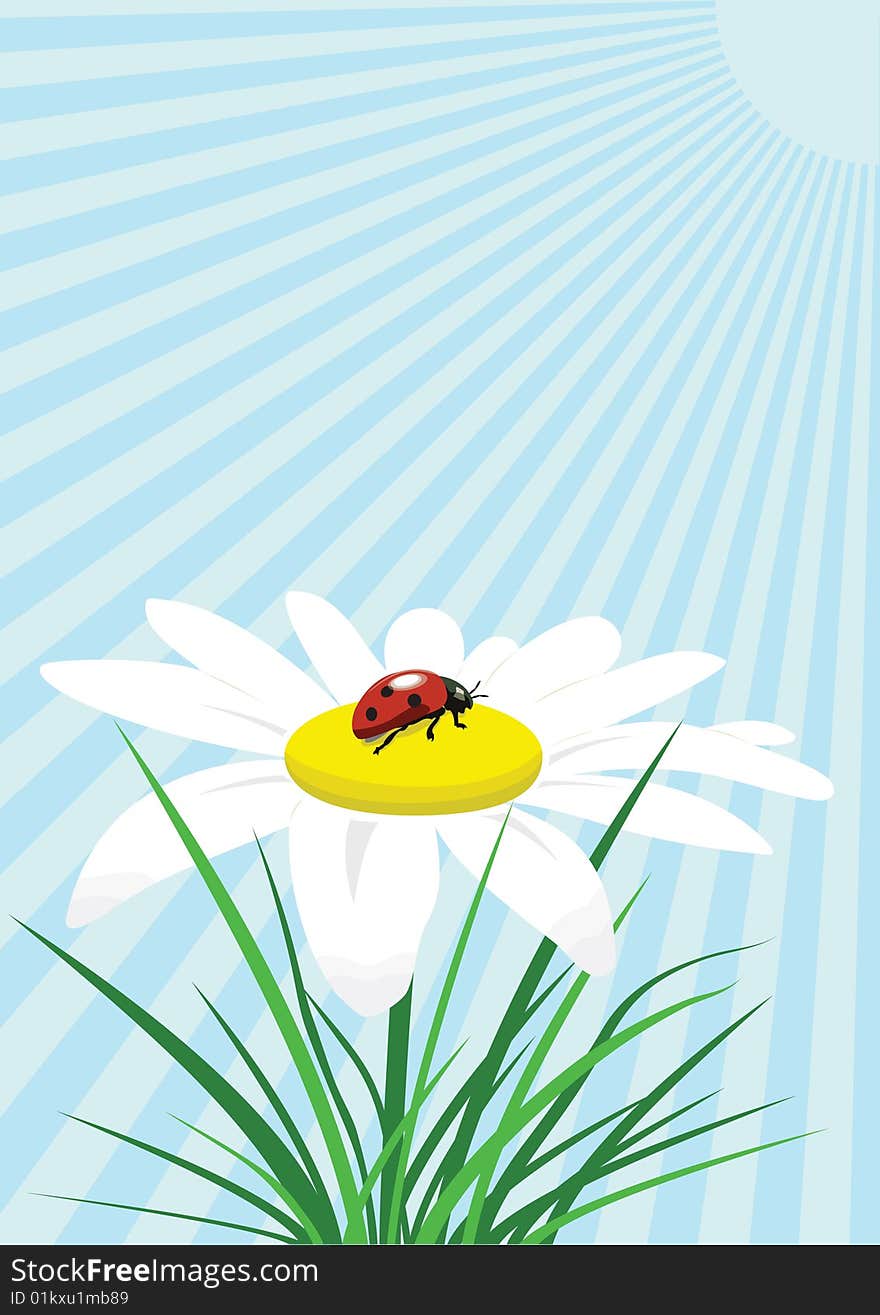 Editable vector illustration of ladybird on camomile. Editable vector illustration of ladybird on camomile