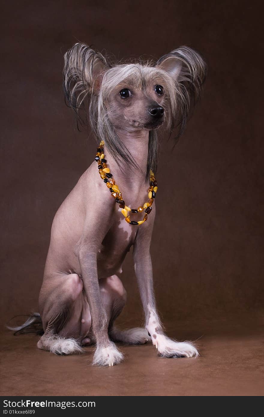 The Chinese Crested Dog