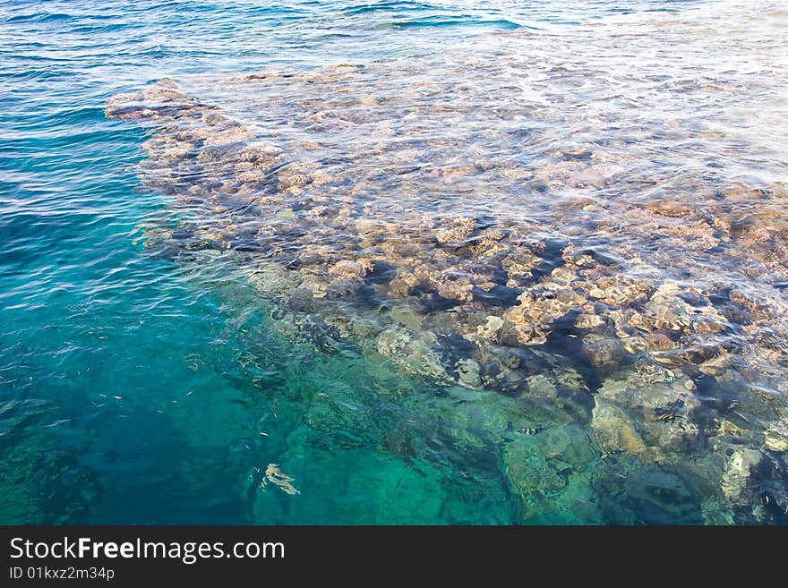 Corals in water