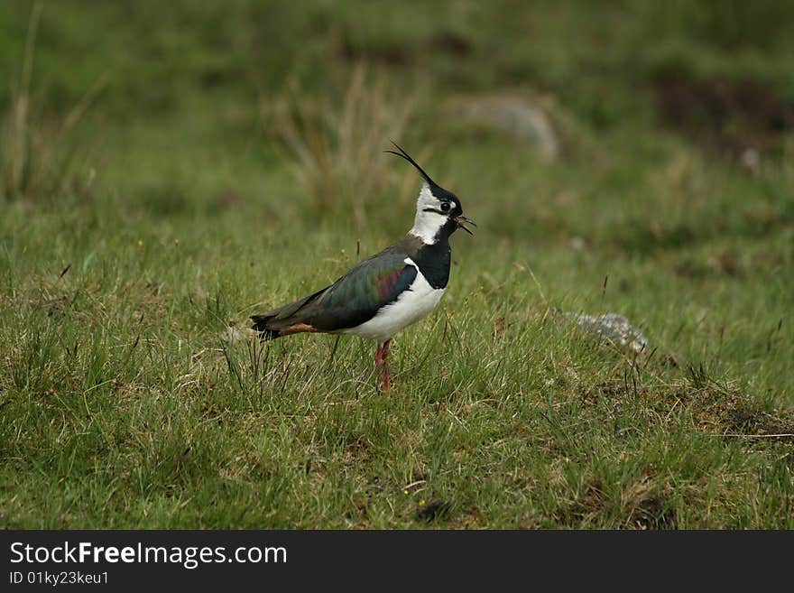 Black-bellied plover