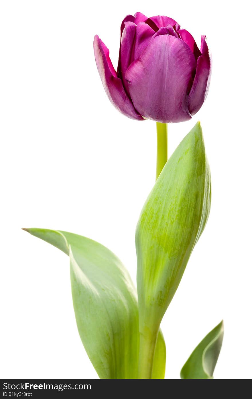 Set Of Purple Tulips