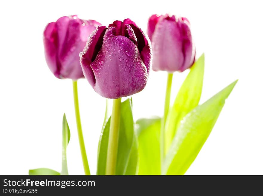 Set of Purple Tulips