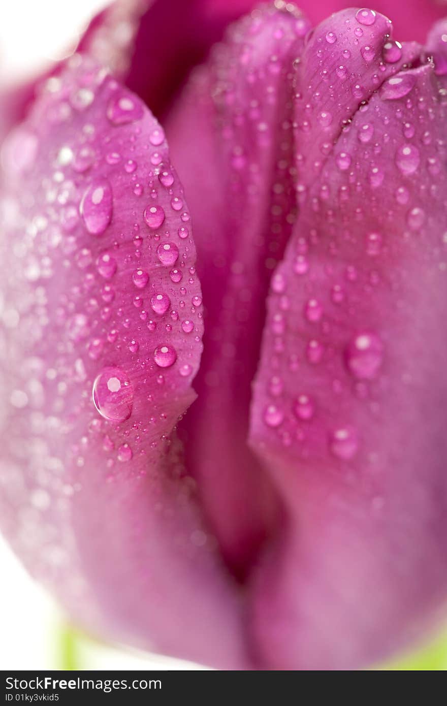 Macro of Purple Tulips with Water Drops