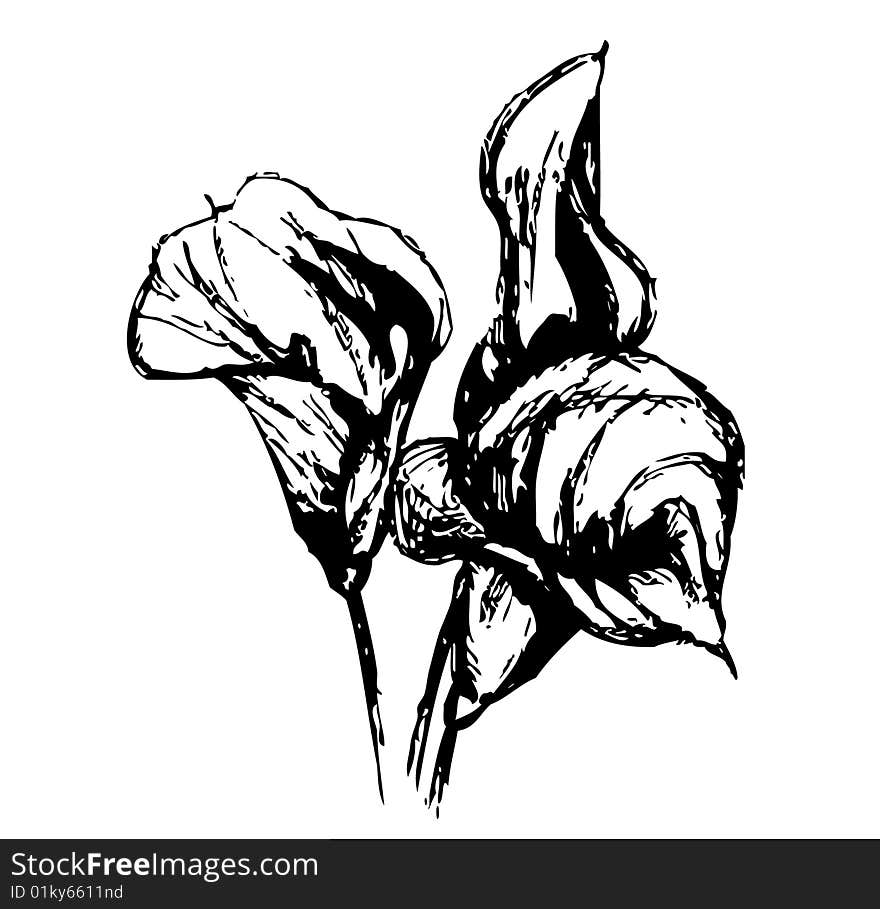 Three tulips gathered together in black and white giving the purity of the flower