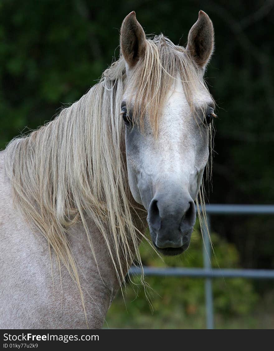 Image of young grey Arabian stallion