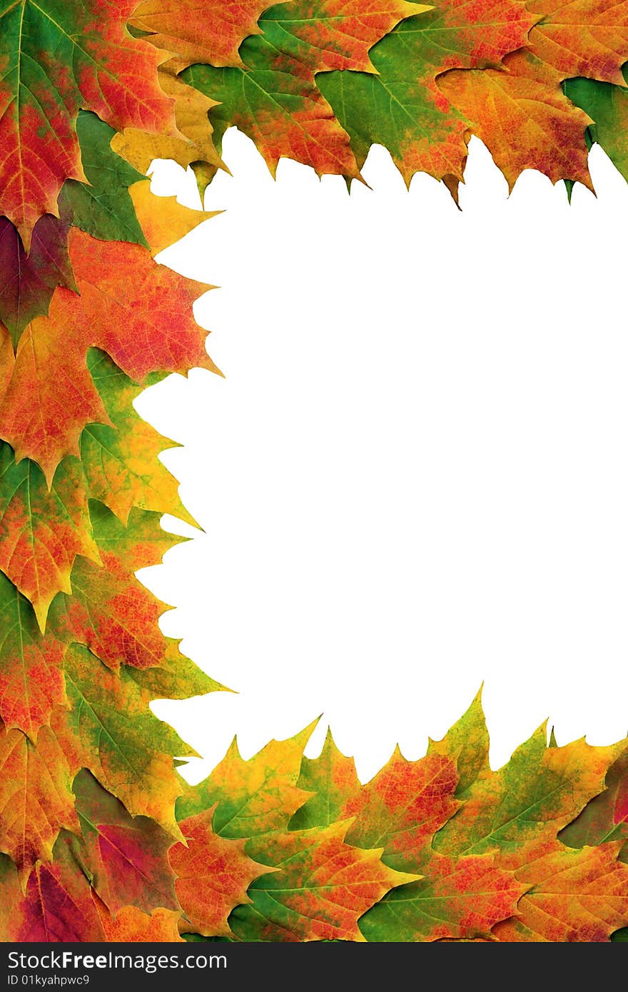 Maple leaves in vivid colors of fall forming a border, over white background. Maple leaves in vivid colors of fall forming a border, over white background.